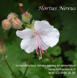 Afbeelding › Hortus Novus